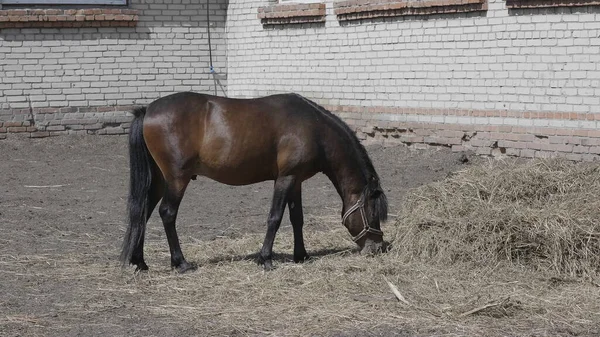 Kawanan Kuda Sebuah Peternakan Dekat Tumpukan Jerami — Stok Foto