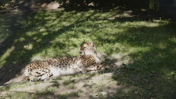 Pardus Panthera Leopardo Deitado Uma Grama Verde Sob Uma Árvore — Fotografia de Stock