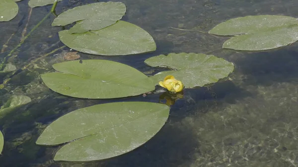 Λευκή Κρίνο Λουλούδι Στο Νερό Πράσινα Φύλλα Μια Λίμνη — Φωτογραφία Αρχείου