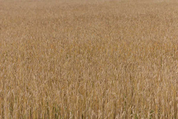 Yellow Grain Ready Harvest Growing Farm Field — Stock Photo, Image