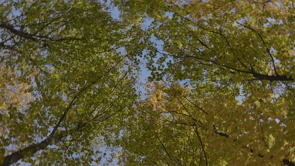 Foglie Autunno Cadono Nella Foresta Paesaggio Naturale — Foto Stock