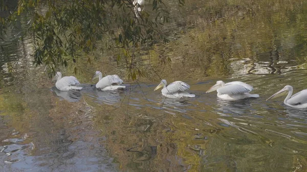 Pelicano Branco Pelecanus Onocrotalus Também Conhecido Como Pelicano Branco Oriental — Fotografia de Stock