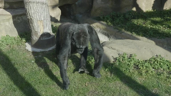 Gran Gorila Comiendo Cebolla Césped Verde — Foto de Stock