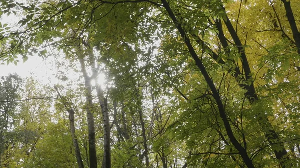 Jesienne Liście Opadają Lesie Naturalny Krajobraz — Zdjęcie stockowe
