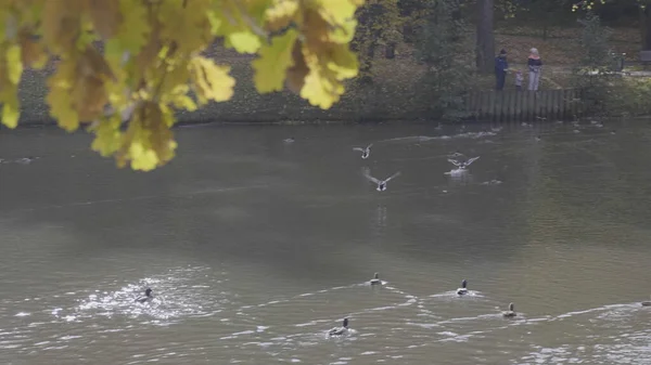 Gans Schwimmt Teichwasser — Stockfoto