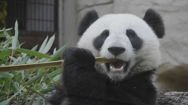 Panda Szaftos Bambuszágakat Eszik Ebédre — Stock Fotó