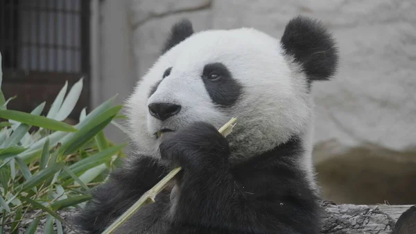 Panda Jíst Šťavnaté Bambusové Větve Obědu — Stock fotografie
