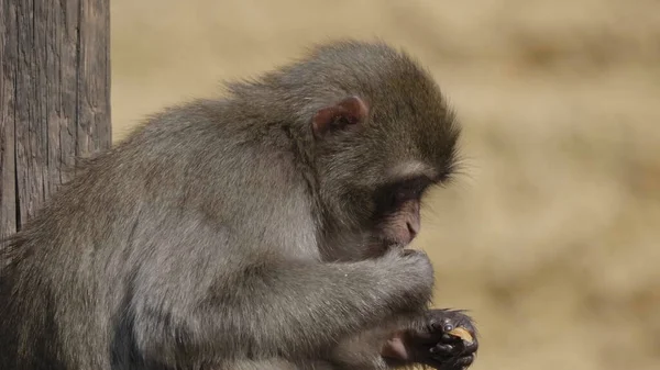 Portrait Japanese Macaque Snow Monkey — Stok Foto