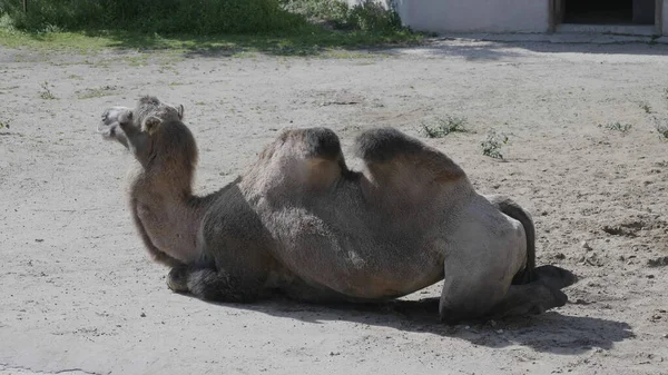 Retrato Camelo Gracioso Duas Corcundas Descansando Sombra — Fotografia de Stock