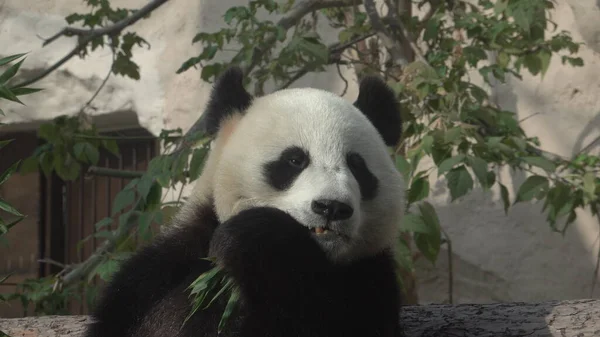 Panda Szaftos Bambuszágakat Eszik Ebédre — Stock Fotó