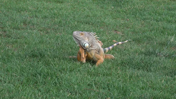 Most Beautiful Iguana Sitting Green Grass Park — Stock Photo, Image