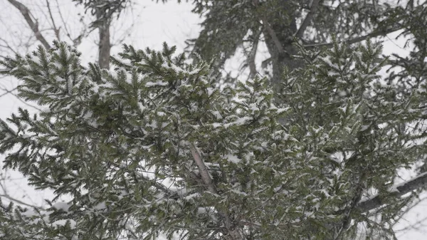 Winterwald Bei Schneefall — Stockfoto