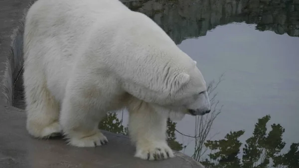 Urso Polar Ursus Maritimus Dia Ensolarado — Fotografia de Stock