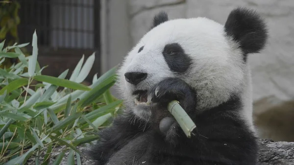 Panda Lezzetli Bambu Dallarını Öğle Yemeğinde Yer — Stok fotoğraf