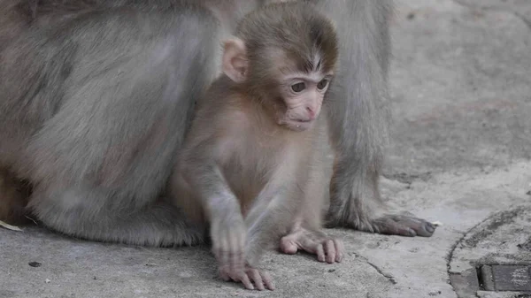 Portrait Japanese Macaque Snow Monkey — Stok Foto