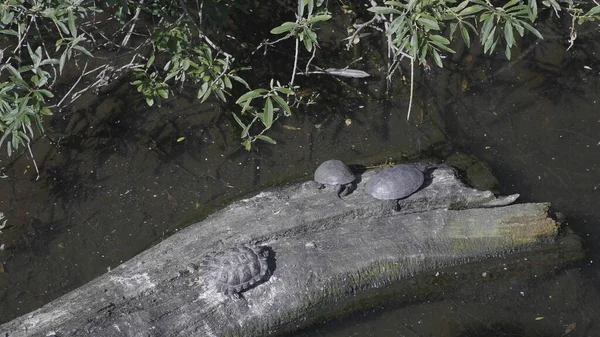 Rubinohrschildkröte Sitzt Auf Einem Baumstamm Wasser — Stockfoto