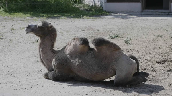 Portret Van Een Gracieuze Twee Humped Kameel Rusten Schaduw — Stockfoto