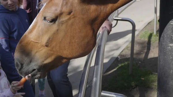 Femme Nourrit Cheval Une Carotte — Photo