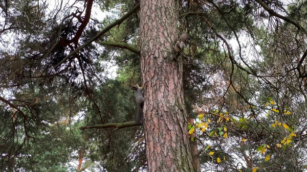 Esquilo Come Partir Mão Outono Floresta — Fotografia de Stock