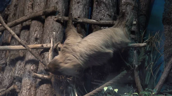 Bradipo Appeso Testa Giù Ramo Albero — Foto Stock