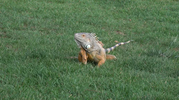 Most Beautiful Iguana Sitting Green Grass Park — Stock Photo, Image