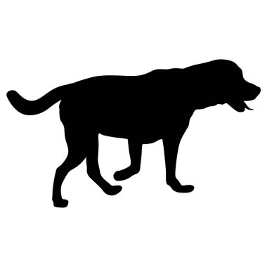 Beyaz arkaplanda Labrador köpeği siyah silueti.