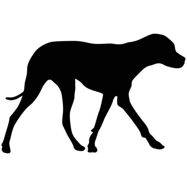 Doberman Pinscher Dog Black Silhouette White Background — Stock Vector