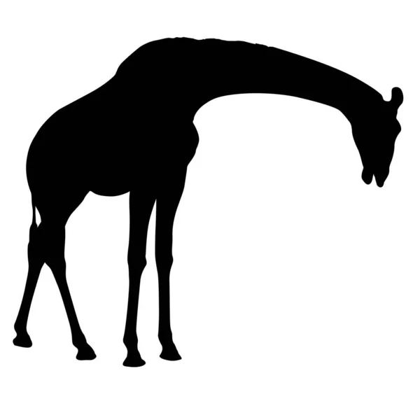 Silhouet Van Een Hoge Afrikaanse Giraffe Een Witte Achtergrond — Stockvector