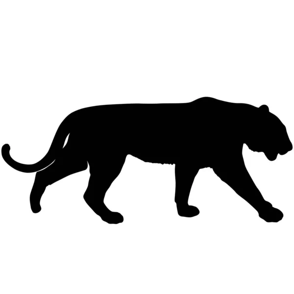 Skiss Vacker Tiger Vit Bakgrund — Stock vektor