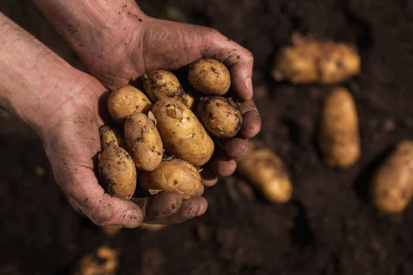 Farmers hands holding potatoes — Stock Photo, Image