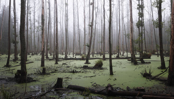 Misty swamp in the forest