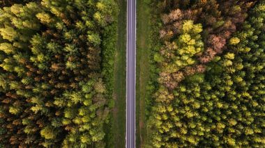 Ormanda yol