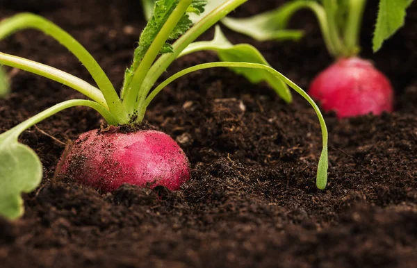 Biologisch, gezonde radijs — Stockfoto