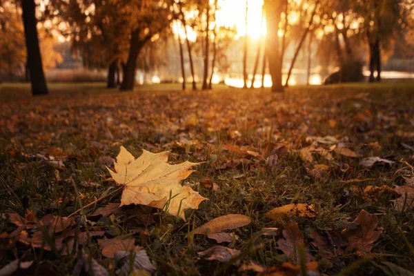 Autumn in the park — Stock Photo, Image