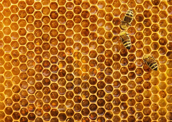 ハニカムの背景 コピー領域をテクスチャ上の蜂 — ストック写真