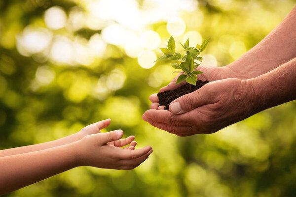 Close up of senior hands giving small plant to a child