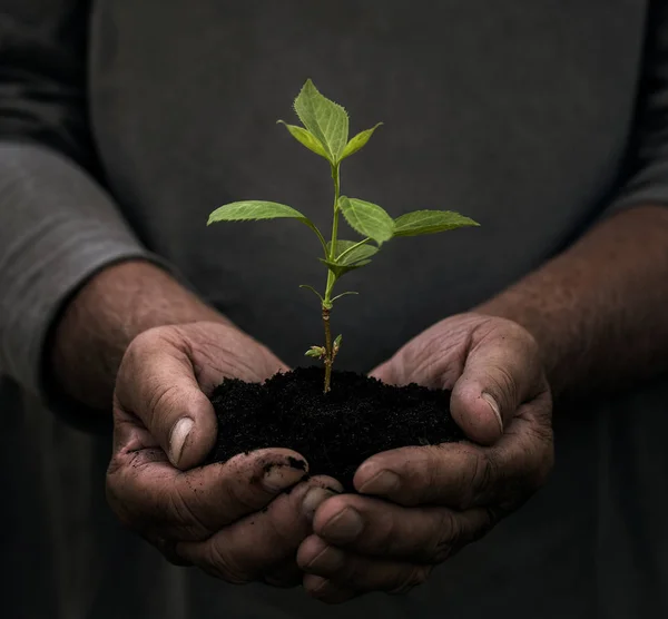 Male hands holding small plant — Stock Photo, Image