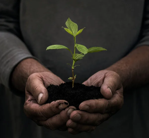 Mãos masculinas segurando pequena planta — Fotografia de Stock