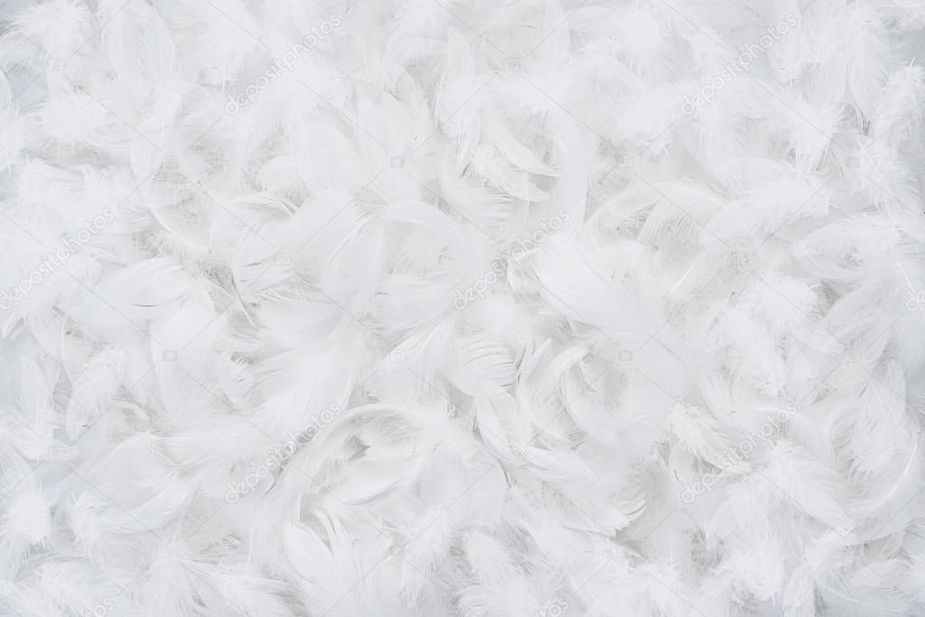 White feather background, texture
