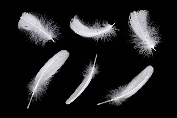 Conjunto de plumas blancas aisladas en negro —  Fotos de Stock