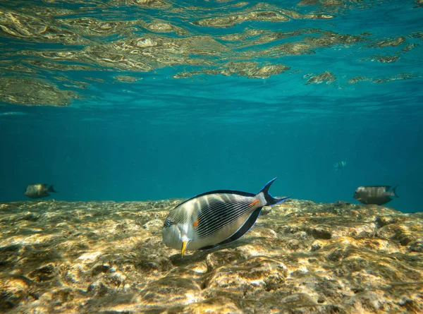 Primer Plano Peces Tropicales Peces Cirujano Uderwater Con Espacio Para — Foto de Stock