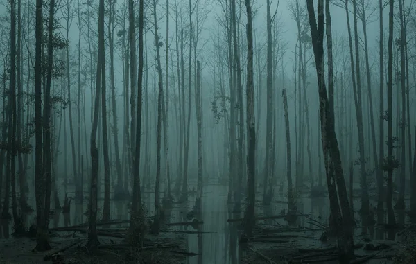 Marécage Vide Brumeux Dans Forêt Lunatique Avec Espace Copie — Photo