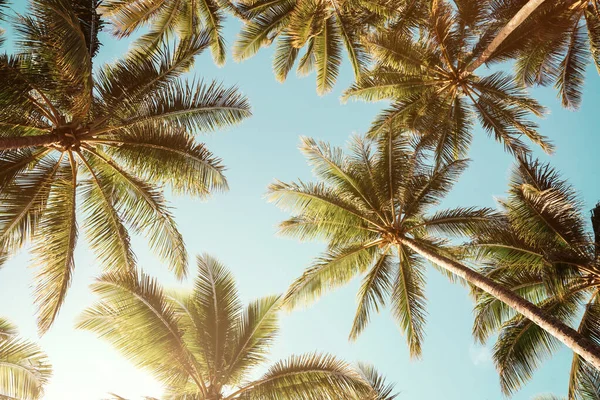 Nízký Úhel Pohledu Tropické Palmy Přes Jasné Modré Nebe Pozadí — Stock fotografie