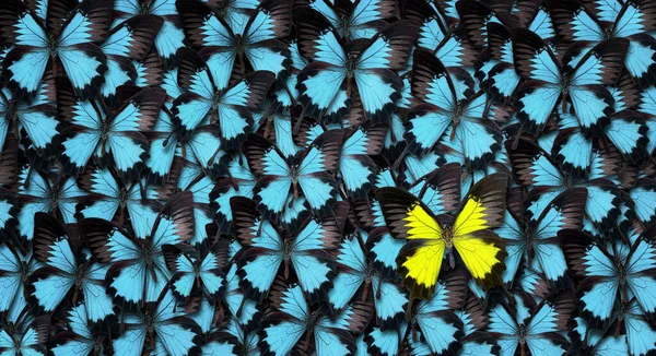 Standing Out Crowd Concept High Angle View Yellow Butterfly Many — Stock Photo, Image