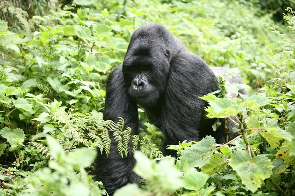 Vahşi goril hayvan Ruanda Afrika tropikal orman