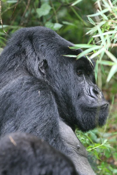 Gorilla vadállat Ruanda Afrika trópusi erdő — Stock Fotó
