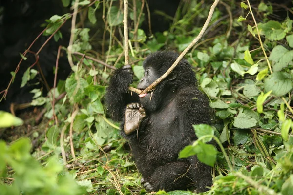 Gorila salvaje Rwanda Africa tropical Forest — Foto de Stock