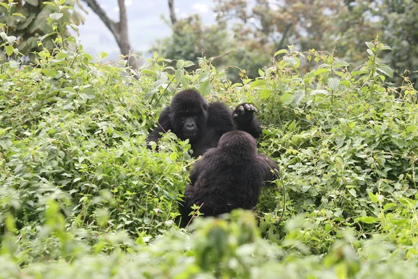 Gorille sauvage Rwanda Afrique Forêt tropicale — Photo