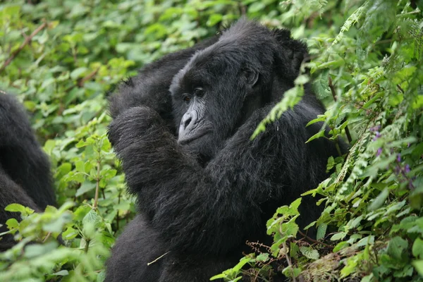 Gorila selvagem animal Ruanda África floresta tropical — Fotografia de Stock