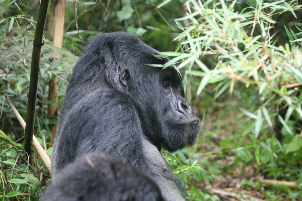 Wild Gorilla animal Rwanda Africa tropical Forest — Stock Photo, Image